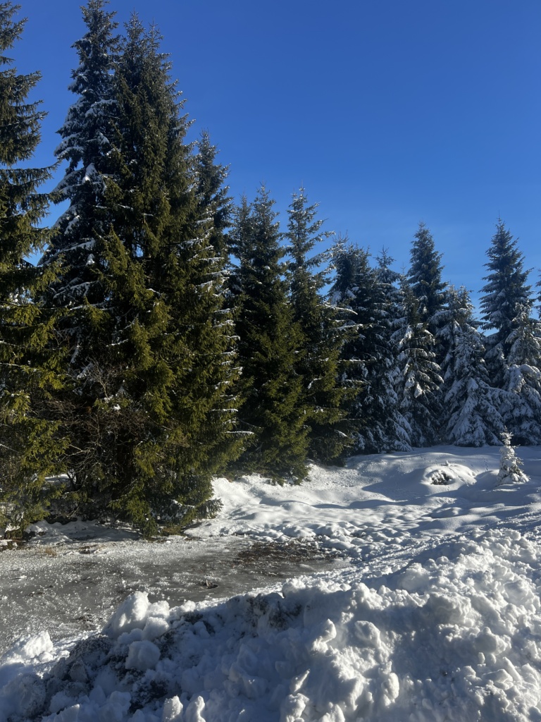 29.12.2024 - Tento den měl vše, běžky, sjezdovky, deskovky